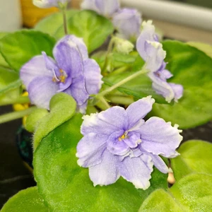 Ma’s Winter Moon African Violet Leaves x3 Blue Star Edge RARE Large Std Variety - Picture 1 of 4