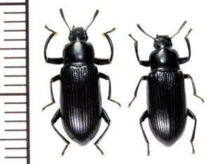 Tenebrionidae: Menephilus arciscelis pair ,A1, unmounted,Japan,beetle - Picture 1 of 1