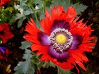 200 Organic JIMI'S FLAG POPPY Scarlet Red Lavender & Purple Papaver Flower Seeds