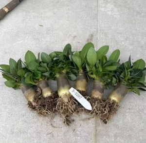 6PCS Dia 2cm Rare Adenium obesum Own Root WYSIWYG Boutique sale - Bild 1 von 2
