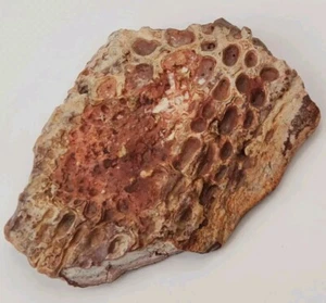 Pathological Crocodilian Osteoderm (Scute) Fossil - Kem Kem Beds - Morocco - Picture 1 of 10
