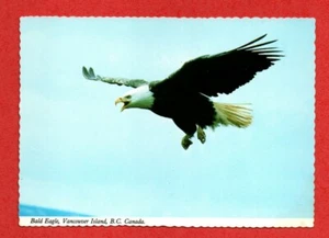 BALD EAGLE in CANADA postcard WILD BIRD animal finch hawk duck grouse swan - Bild 1 von 2