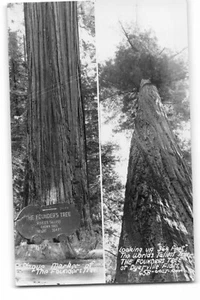 Postal RPPC The Founders Tree 364 pies de alto Dyerville Flats California década de 1940 - Imagen 1 de 2
