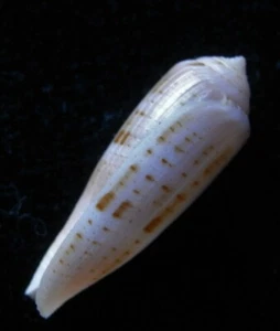 Gema Seashell Conus púrpura 28,8 mm - Imagen 1 de 3