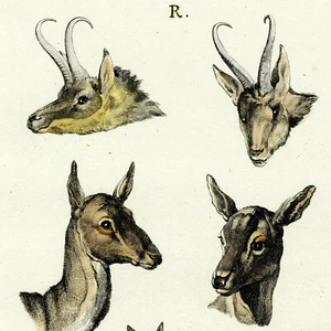 Scarsa incisione su folio 1791 LAVATER colorata a mano: RITRATTI DI CERVI E ALTRI - Foto 1 di 9