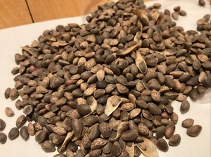 Ponderosa Pine Tree Seeds (PINUS PONDEROSA) - Picture 1 of 5
