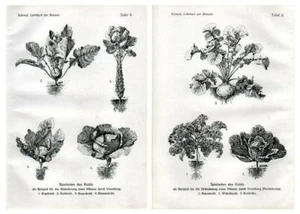 1908 SCHMEIL LITHO varieties of cabbage: kale, neep, cauliflower, sprouts, ... - Picture 1 of 5