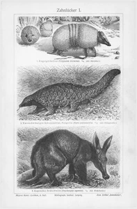 1905 ARMADILLO AARDVARK BRADIPI FORMICHIERE PANGOL INCISIONE ILLUSTRAZIONE STAMPA 2pgs - Foto 1 di 4