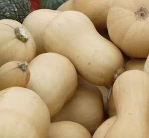 Butternut Australian / Waltham / Crossed - 20+ Seeds plus 20+ Mixed Pumpkin Seed - Picture 1 of 11