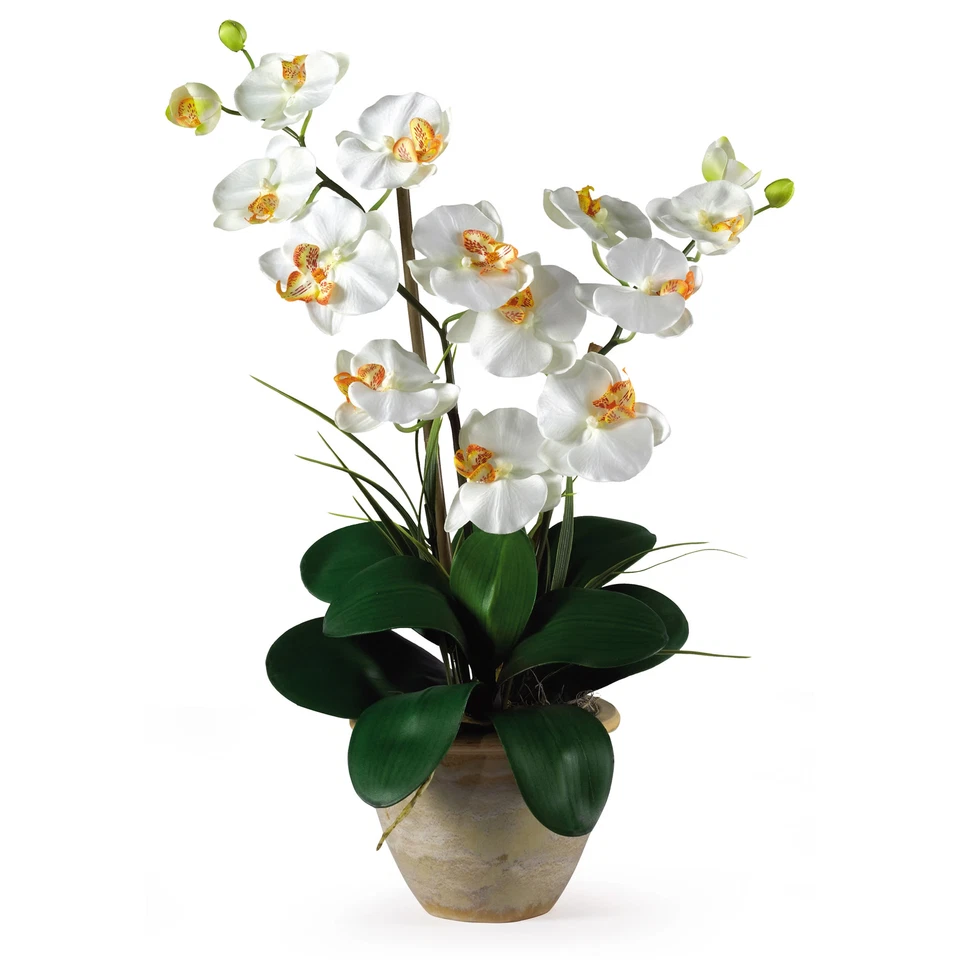 Double Stem Phalaenopsis Silk Orchid Arrangement Cream Florals - Image 1 of 1