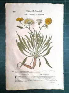 MATTIOLI MATTHIOLI Herbarium mit großen Figuren Original von 1604 SCORZONERA - Bild 1 von 1