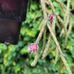 Rhipsalis Pilocarpus-Unique Jungle Cactus with Cascading Tendrils - Picture 1 of 4
