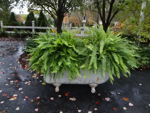 ANTIQUE CAST IRON FREE STAND VICTORIAN BALL CLAW FOOT BATHTUB GARDEN PLANTER URN Cover