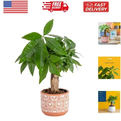 Money Tree planta viva en maceta decorativa, planta de interior purificadora de aire, por... Foto 1 de 4
