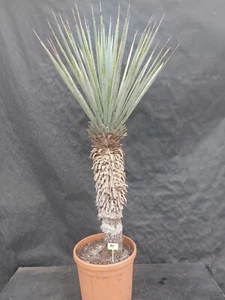 Yucca rigida ssp. San Pedros de las Colonias 31, Höhe c. 140 cm, Stamm 75 cm - Bild 1 von 2