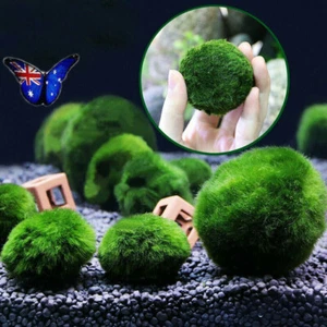 Marimo Moss Ball Cladophora Live Aquarium Plant Fish Aquarium Decor 3-4cm New - Picture 1 of 12