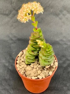 Crassula Jade Nacklace Topf Ø 5,5 - Bild 1 von 1