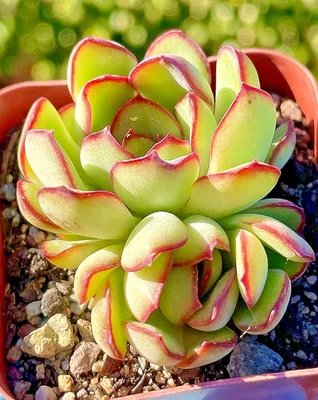 Rare Succulent Echeveria Mexican Pulidonis Rooted Live Plant 2-Head 2-Inch - Image 1 of 4