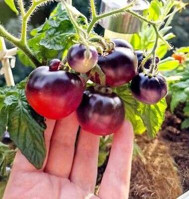Semillas de tomate tomate arbusto "tomate de habitación azul" resistente a las semillas balcón / tomate en maceta - Imagen 1 de 4