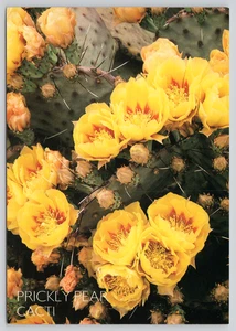 AK Gelbe Kaktusfeigen Kakteen Blüten Arizona Opuntia phaeacantha - Bild 1 von 2