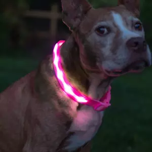 Brightest Light up Dog Collars - the Original LED Dog Collar with 1,000 Feet - Picture 1 of 12