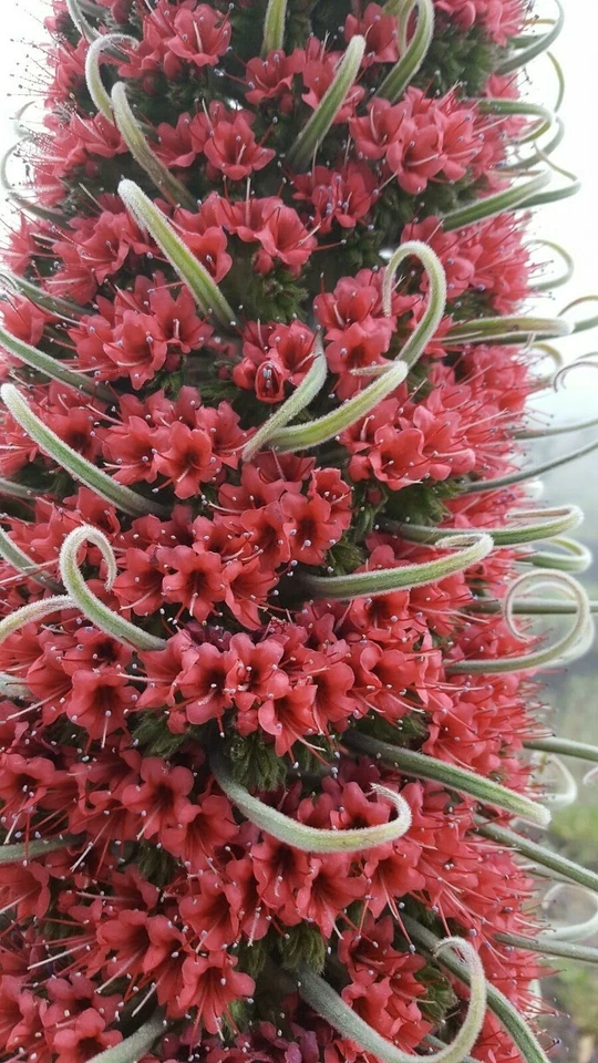 TAJINASTE ROJO Gigante - echium wildpretii - torre de joyas 20 Semillas - seeds