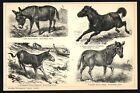 Druck anno 1896 - Pferde Esel Quagga Tarpan Dschiggetai Equus Wildesel Equidae