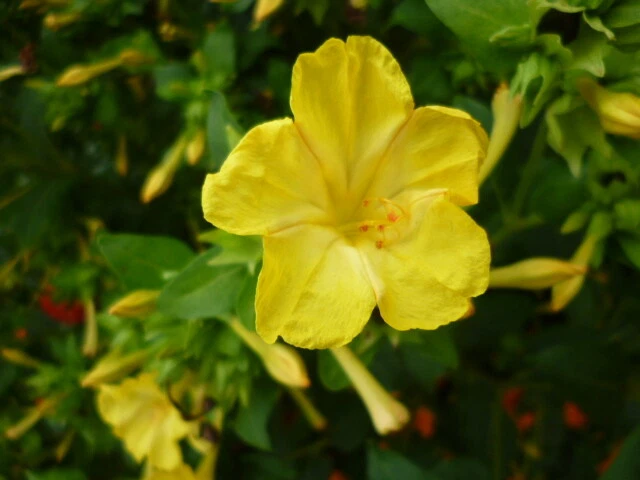 Japanische Wunderblume Mirabilis jalapa GELB einjährige Gartenpflanzen Samen - Bild 1 von 1