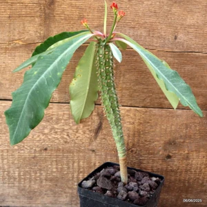 D4498 EUPHORBIA VIGUIERI V. ANKARAFATSIENSIS maceta 12-H27-W3 cm MaMa Cactus - Imagen 1 de 4