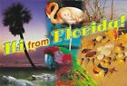 Florida Chrome Postcard Hi From Flamingo Parrot Seashells Alligators Palms