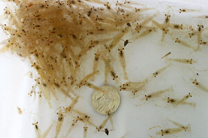 250+ Live Feeder Saltwater Grass / Ghost / Glass Shrimp (Litopenaeus sp)