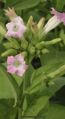 Tobacco Flower Bodyshop Dupe (Type*) Fragrance Oil Roll-On RollerBall .3Oz - Image 1 of 4