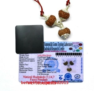 7 , 14 , 7 MUKHI RUDRAKSHA COMBINATION / SHANI DOSH NIVARAN MALA LAB CERTIFIED - Picture 1 of 2