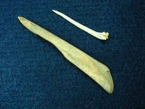 MANDAN BONE TOOLS 3-3/8" SOUTH DAKOTA Authentic Indian Artifacts - Picture 1 of 12