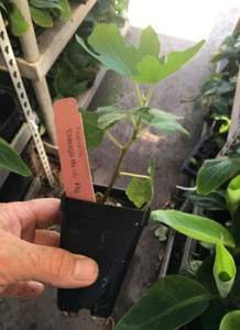 Chicago Hardy Fig Tree - Live Plant - Very Cold Hardy - Self Fertile - Picture 1 of 4