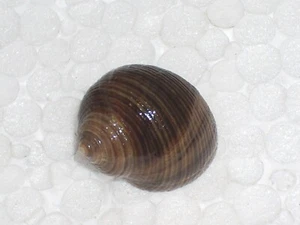 LITTORINA LITTOREA AMAZING PATTERN - Bild 1 von 2