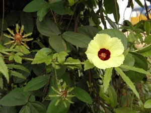 Bush Sorrel - Hibiscus surattensis Tropischer Saurer Hibiscus - 5+ seeds -Ed 073 - Picture 1 of 1