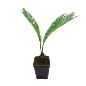 Palma giapponese Cicas "Cycas revoluta" pianta in vaso ø9 cm - Foto 1 di 5