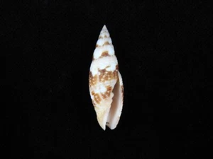 Sea shell Neocancilla maculosa 36mm ID#8162 - Picture 1 of 3