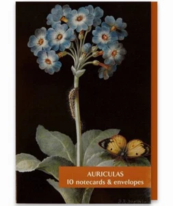 Auriculas Flower Collection Blanko Notizkarten-Pack von Fitzwilliam Museum (je 2 - Bild 1 von 6