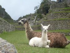 Llama Peru Landscape HD POSTER   