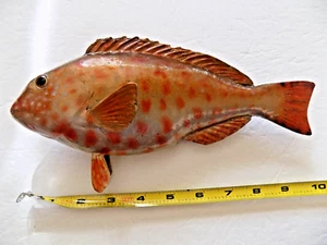 10" PARROTFISH - unpainted fiberglass reproduction blank - Picture 1 of 3