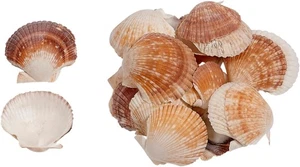 Craft Shells Pecten Pyxiadus Deep and Flat Mixed Bulk Seashells (1 Kilo) - Picture 1 of 1