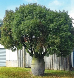 5 x BOTTLE TREE SEEDS,BRACHYCHITON RUPESTRIS,NATIVE BUSH TUCKER GARDEN TREE - Picture 1 of 6