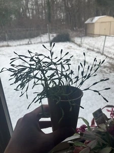 Rhipsalis Baccifera / Hatiora Salicornioides "Drunkard's Dream" Clippings - Picture 1 of 6