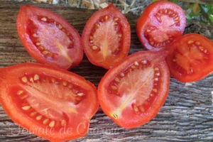 10 graines de tomate ancienne Damskie palchiki savoureuse productive seeds m.bio - Picture 1 of 2