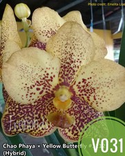 Strap Leaf Vanda Orchids Blooming Size (V031,V036,V051,V052) 4 Pcs set