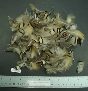 3.4g/0.12 oz Mixed Chucker Feathers Lot-SF-491 - Picture 1 of 3