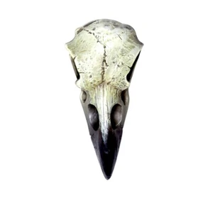 Alchemy Gothic Reliquary Raven Skull Crow Figurine Home Decor Horror Witchy Punk - Picture 1 of 3