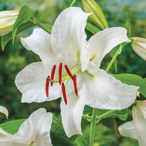 Lilium WHITE CASA BLANCA ORIENTAL LILY 1 Live Flower Bulb Big Fragrant & Tall - Picture 1 of 6